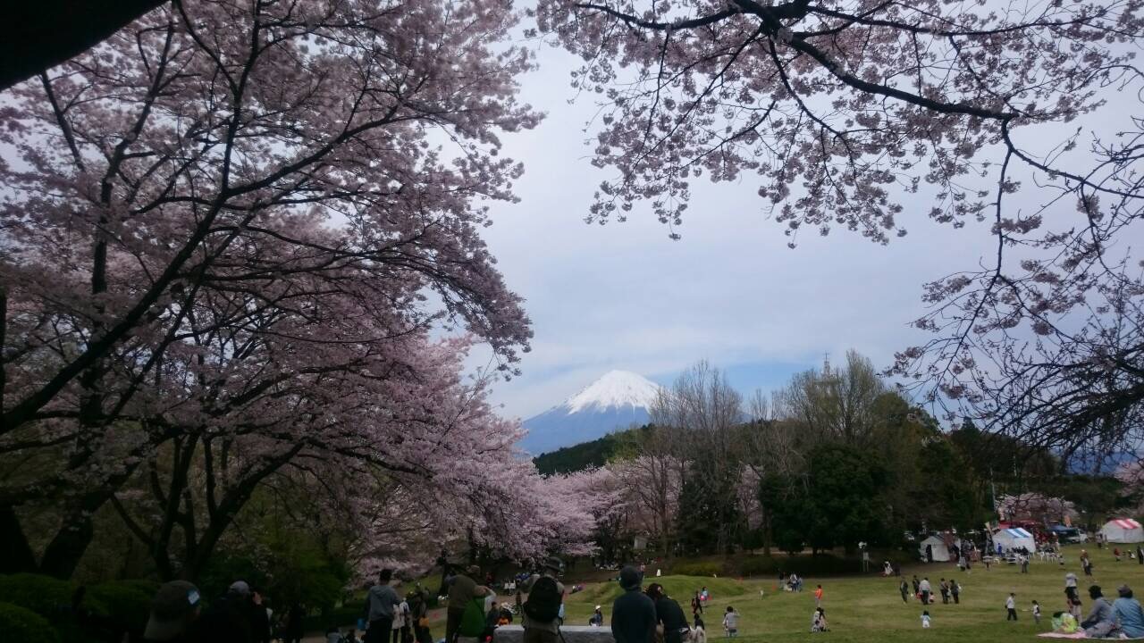 お花見