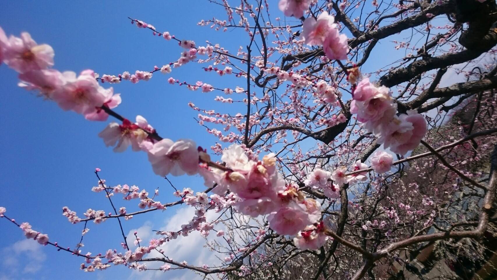 岩本山公園