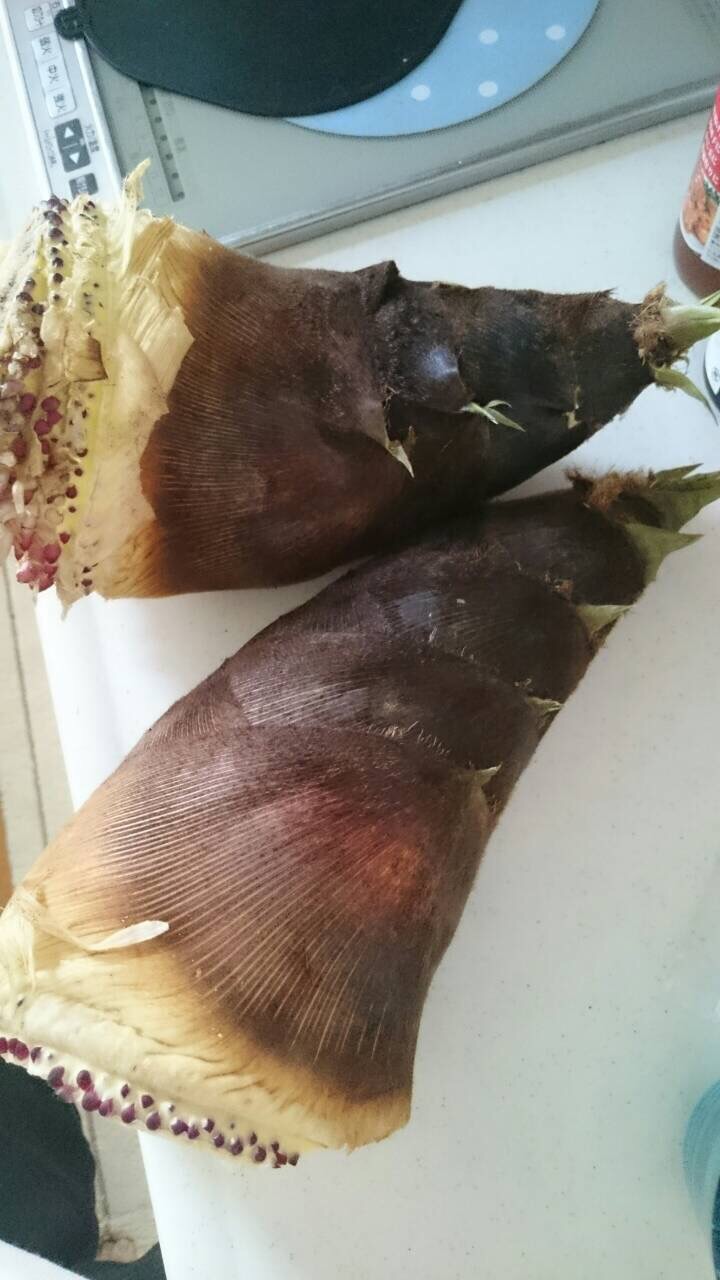 たけのこ