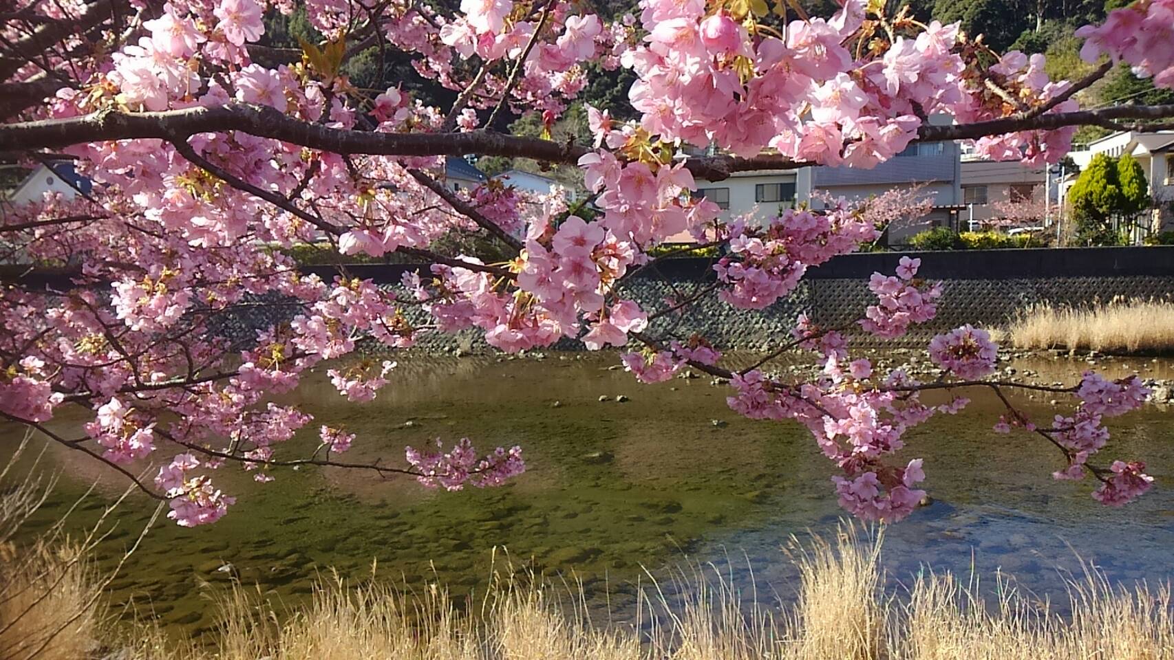 桜